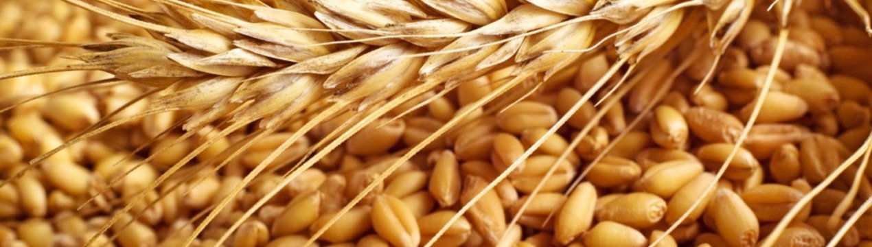 Стихійні лиха на Середньому заході США не позначилися на зернових ринках