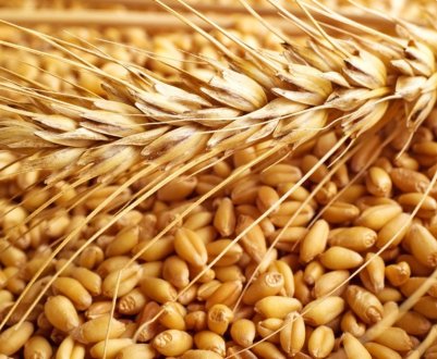 Стихійні лиха на Середньому заході США не позначилися на зернових ринках