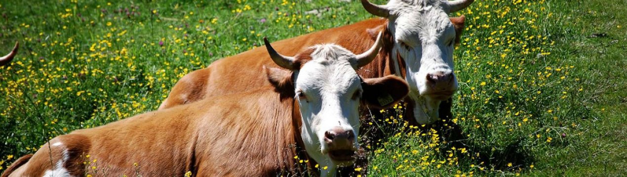 Особливості безприв'язного утримання корів