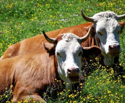 Особливості безприв'язного утримання корів