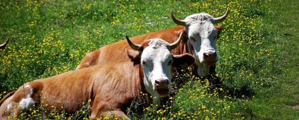 Беспривязное содержание коров: плюсы и минусы, технология кормления и доения