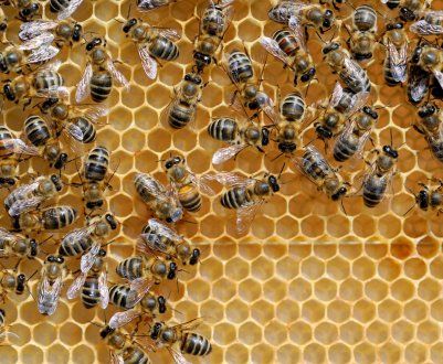 У пензенських бджолярів стало на одне свято в році більше