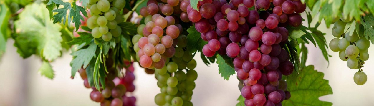 Кубанські виноградники будуть щорічно рости на 2000 га