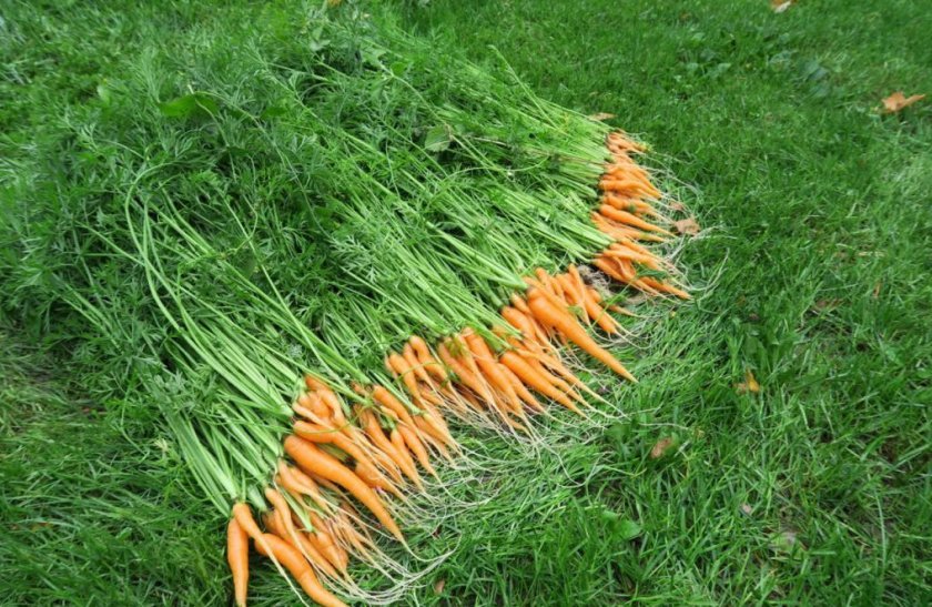 Лучшие сорта моркови ранние: посадка и уход