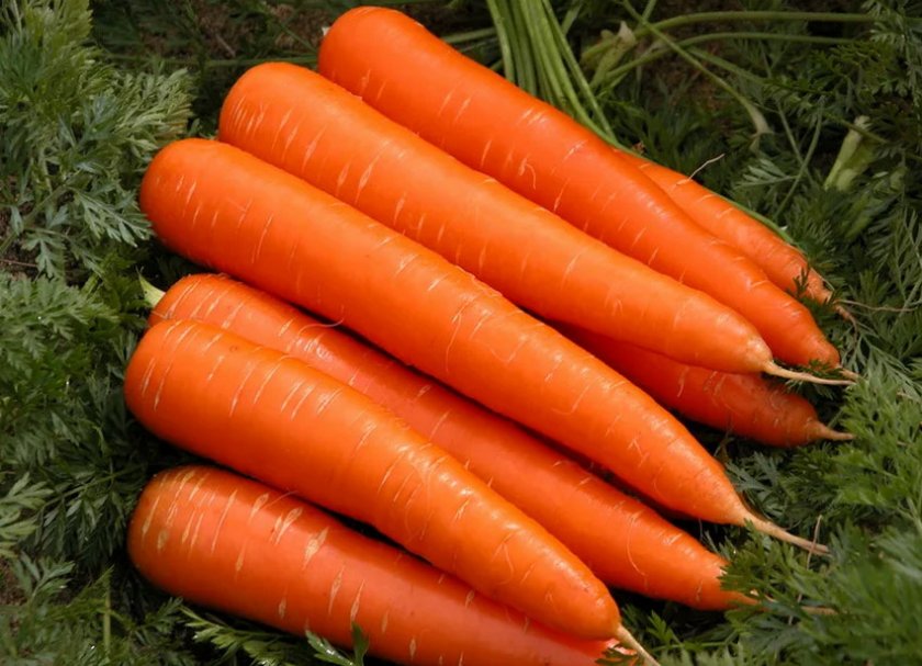 Лучшие сорта моркови ранней: посадка и уход