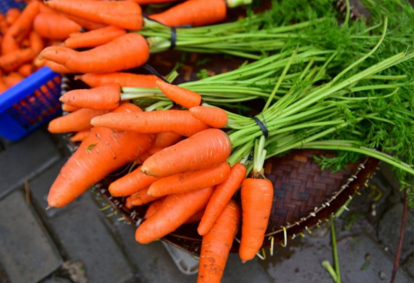 Лучшие сорта моркови ранней: посадка и уход