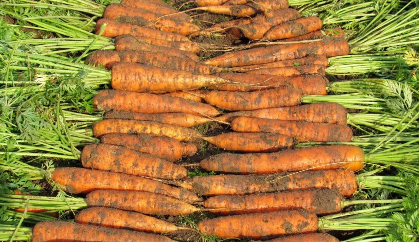 Лучшие сорта моркови ранние: посадка и уход