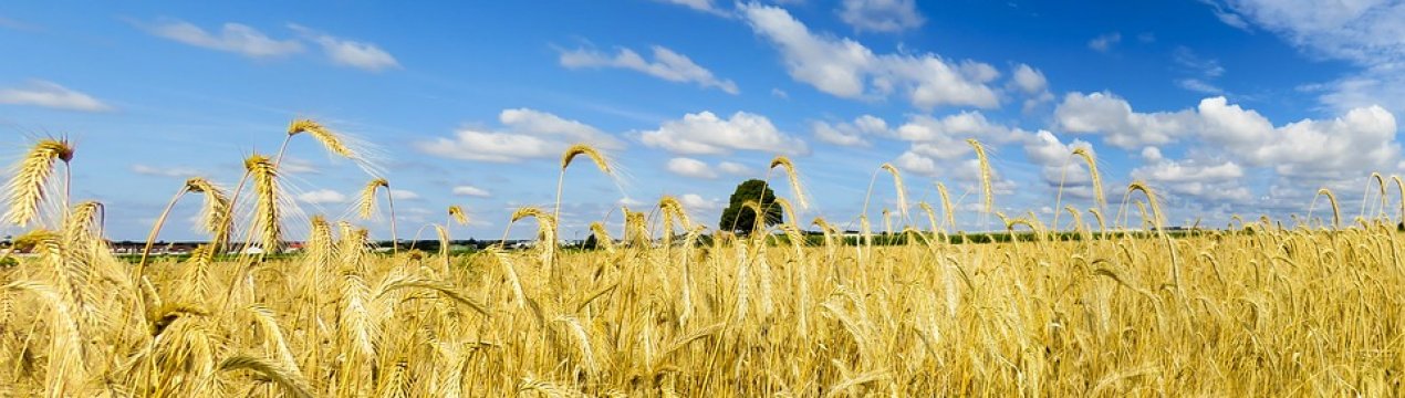 Компанія «Агросетон» планує збільшення посівних площ