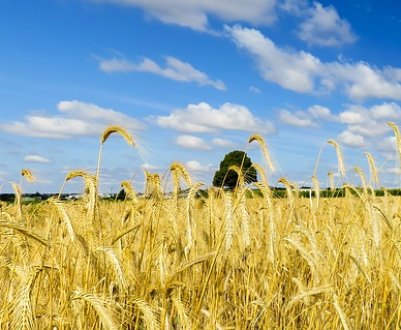 Компанія «Агросетон» планує збільшення посівних площ