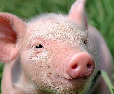 На свинофермах Великобританії підтверджені випадки свинячий дезінтерії