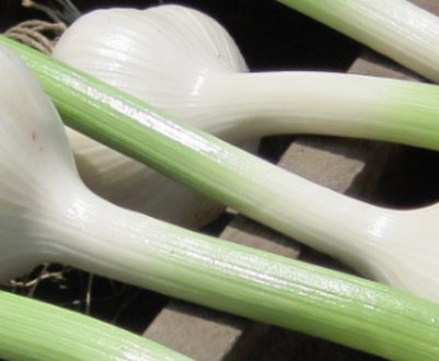 Як виростити часник в теплиці