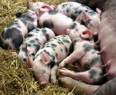 KSG Agro планує збільшити поголів'я свиноматок в два рази