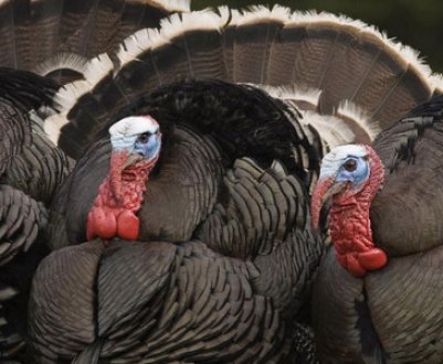 Розведення індиків як бізнес: рентабельність, з чого варто починати
