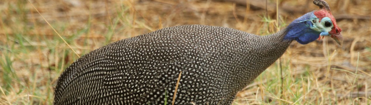 Як розрізнити цесарок по підлозі