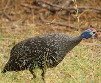 Як розрізнити цесарок по підлозі