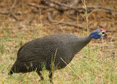 Як розрізнити цесарок по підлозі