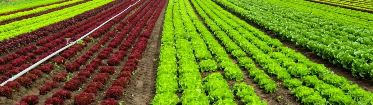 Туніс виходить на світовий рівень у розвитку органічного сільського господарства