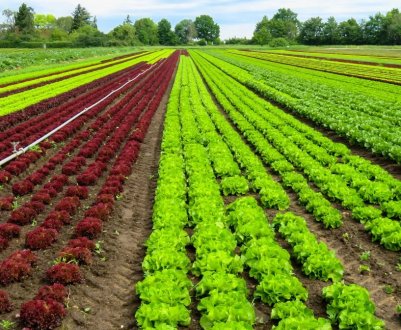 Туніс виходить на світовий рівень у розвитку органічного сільського господарства