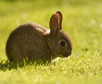 Як зробити годівниці для кроликів своїми руками