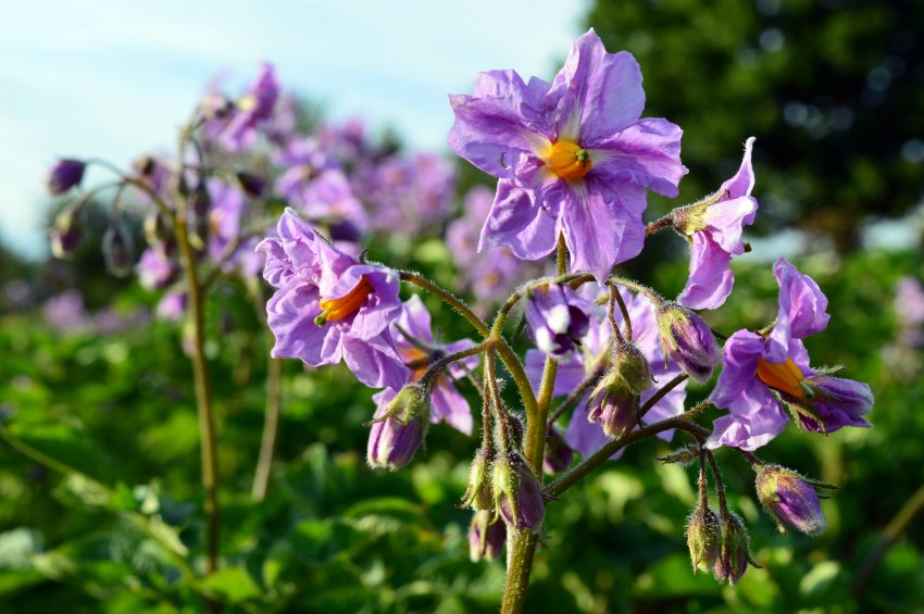 Цвітіння картоплі Ажур