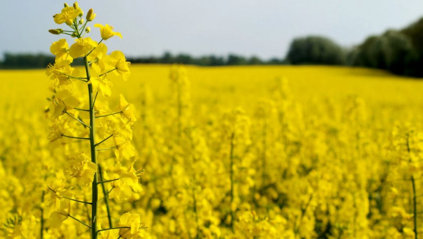 Китай прекращает закупки канадской канолы Китай прекращает закупки канадской канолы
