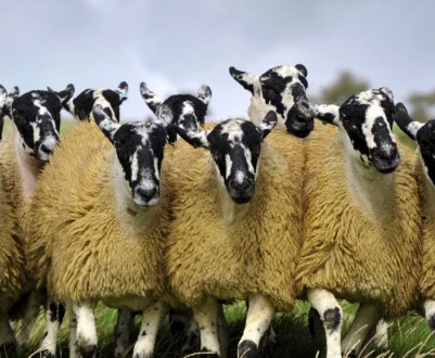 Ставропольські селекціонери явили світу унікальних овець