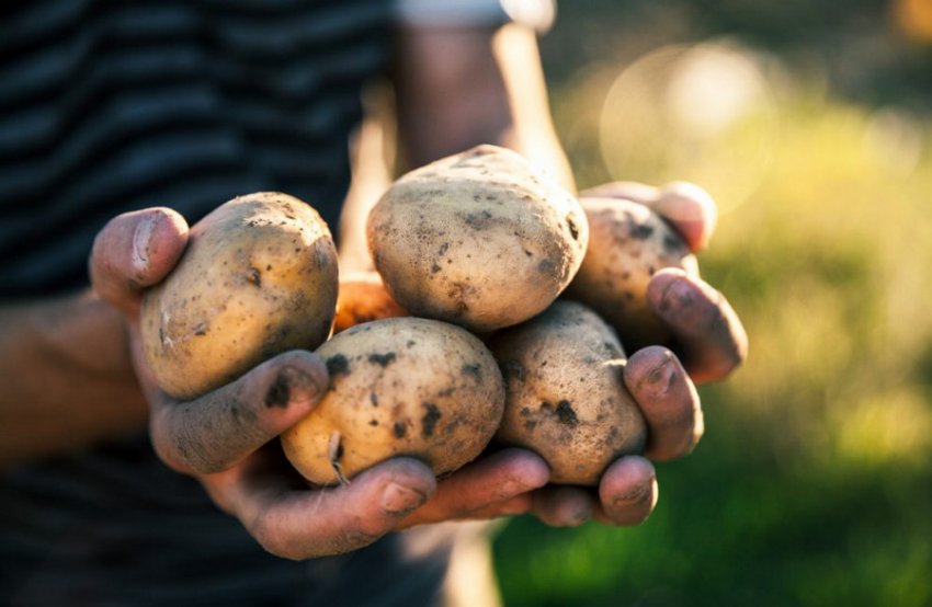 Картоплю сорту Зорачка