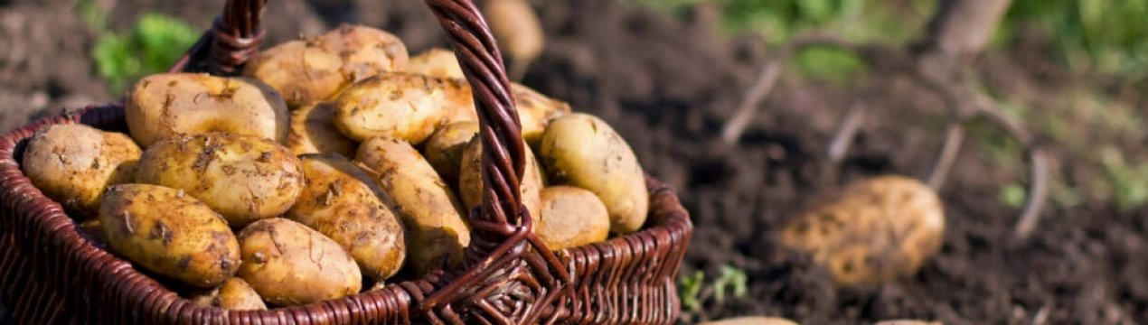 Картопля Зорачка: опис та характеристика сорти, агротехніка посадки та догляду