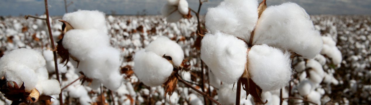 Новий білок для веганів — бавовна