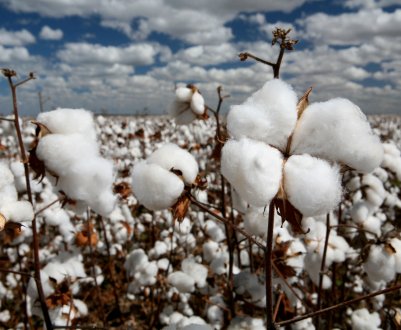 Новий білок для веганів — бавовна
