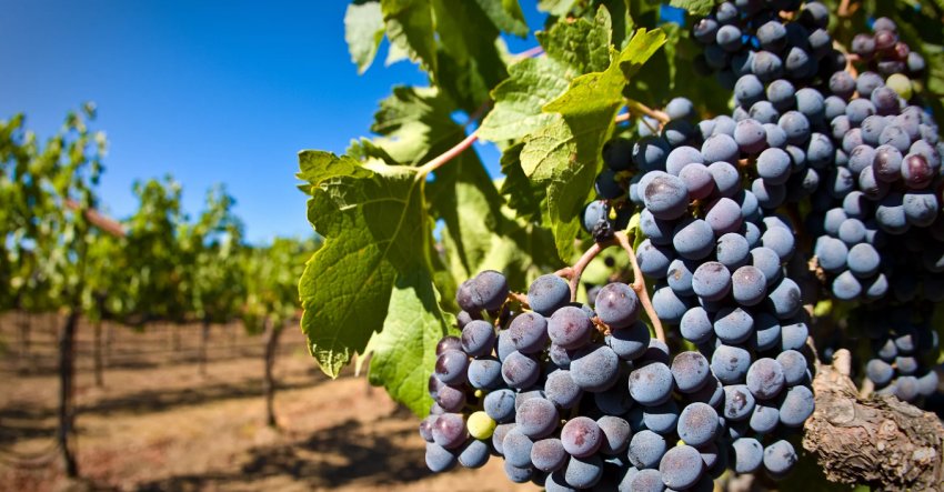 Кубанські виноградники будуть щорічно рости на 2000 га