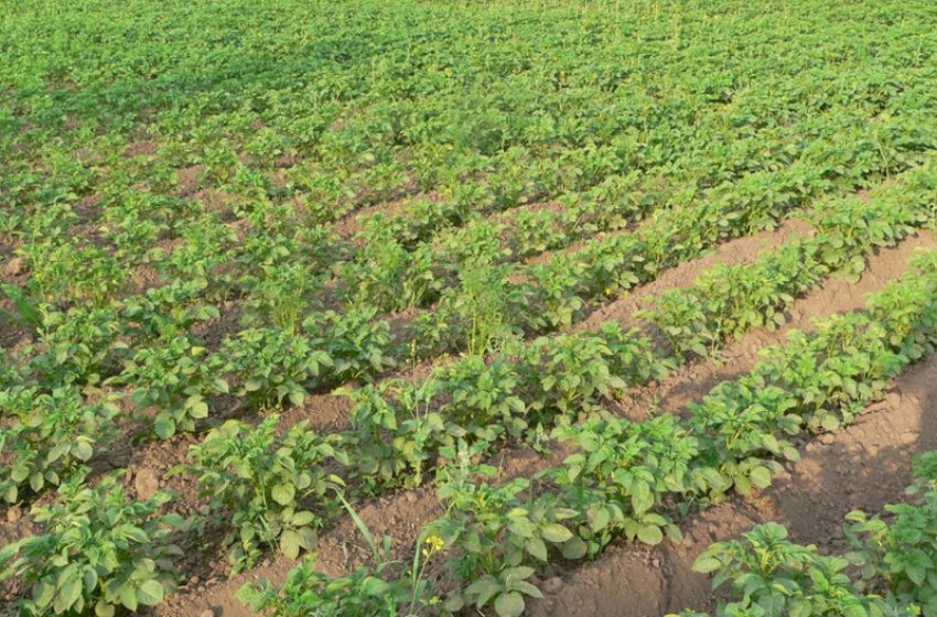 Картопляне поле