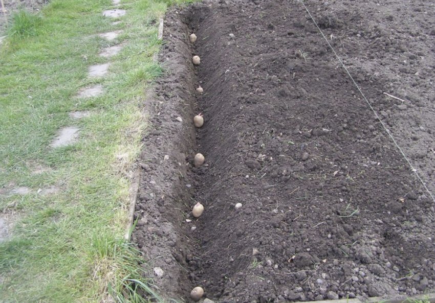 Посадка картоплі в траншею