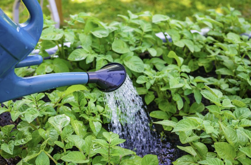 Зрошення картоплі