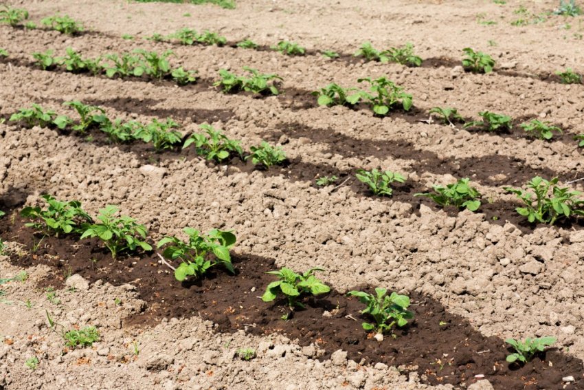 Удобрені картопляні грядки