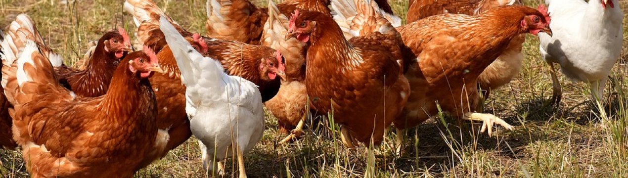 Експорт українського курячого м'яса збільшився на 123% за три роки