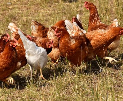 Експорт українського курячого м'яса збільшився на 123% за три роки