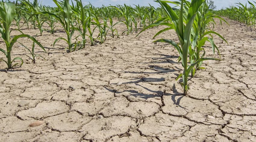 Південні регіони Росії попереджають про посушливе літо