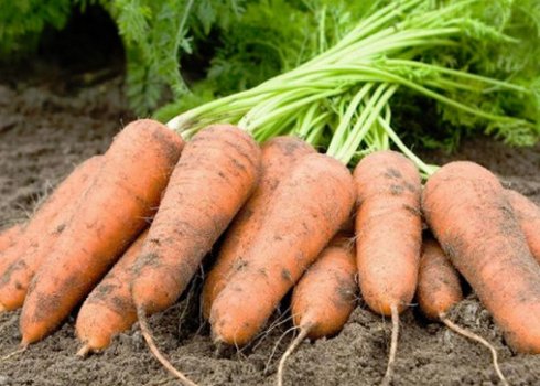 Морква Ромоса: характеристика та особливості вирощування сорту