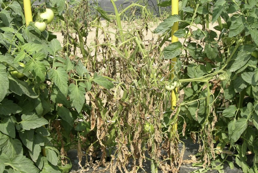 Бактеріальне в'янення картоплі