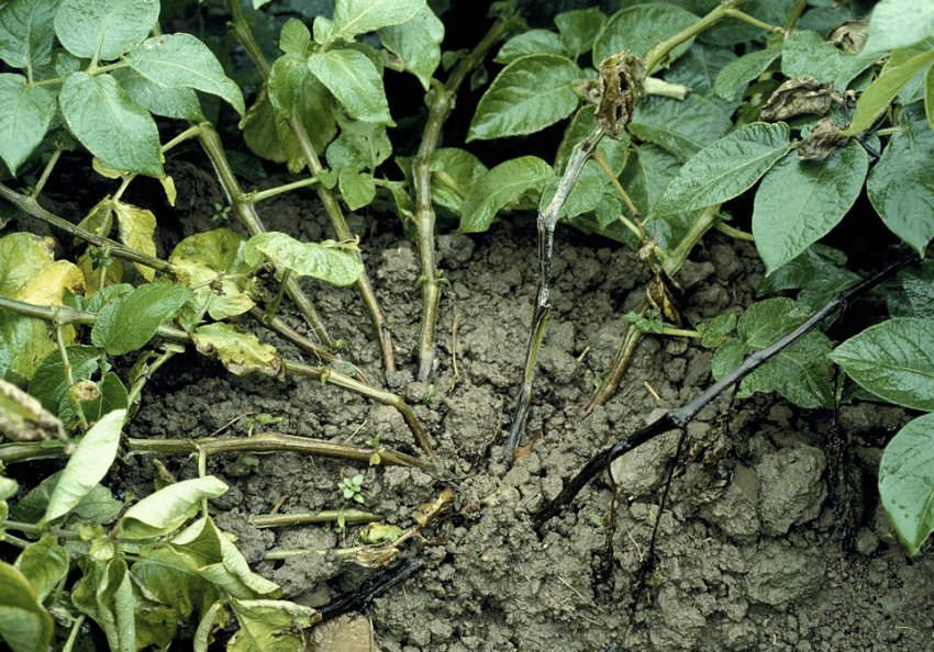 Чорна ніжка картоплі