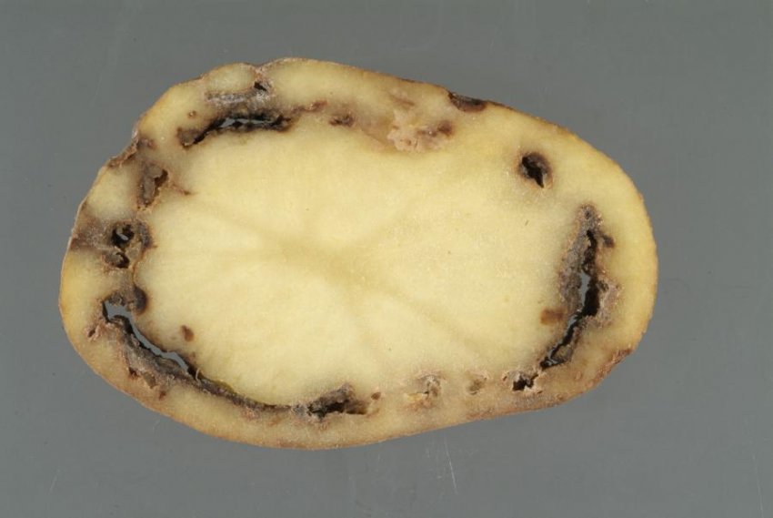 Кільцева гниль на картоплі