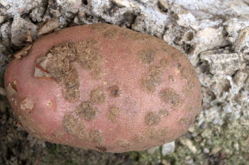 Парша картоплі