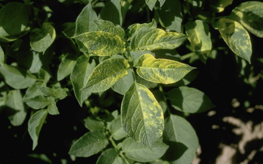 Хлороз або пожовтіння листя