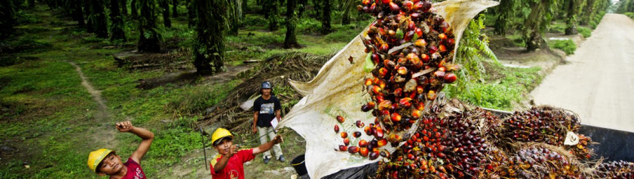 Індонезія підштовхує пальмові компанії до судових позовів проти ЄС