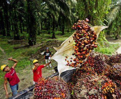 Індонезія підштовхує пальмові компанії до судових позовів проти ЄС