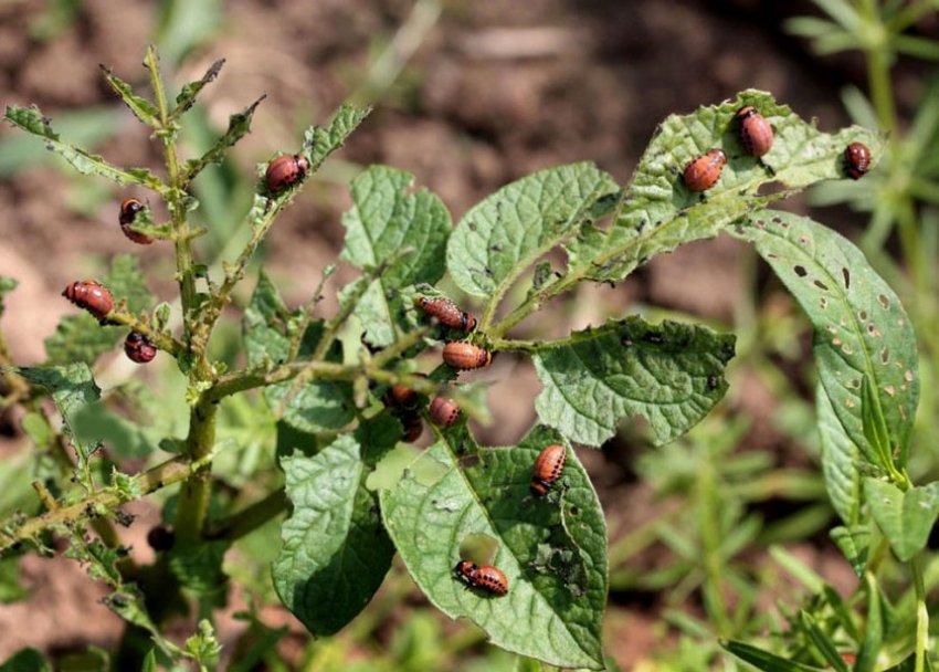 Колорадські жуки на картоплі