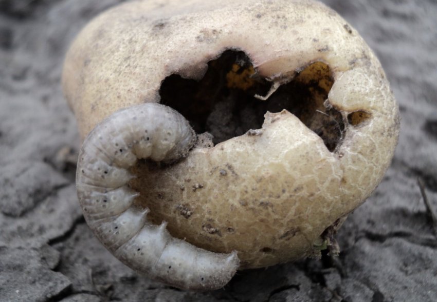 Гусениця в картоплі