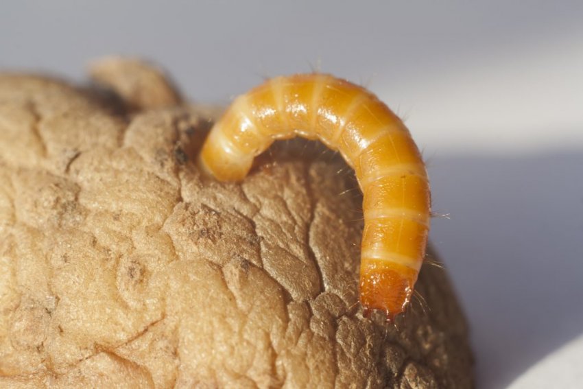 Дротянка в картоплі