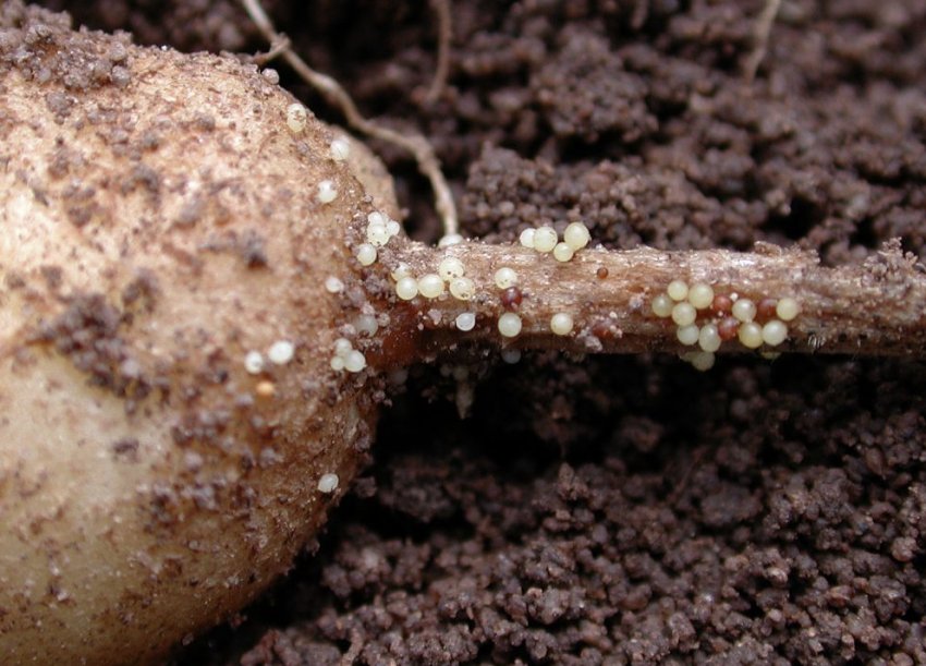 Ознака наявності нематоди на картоплі